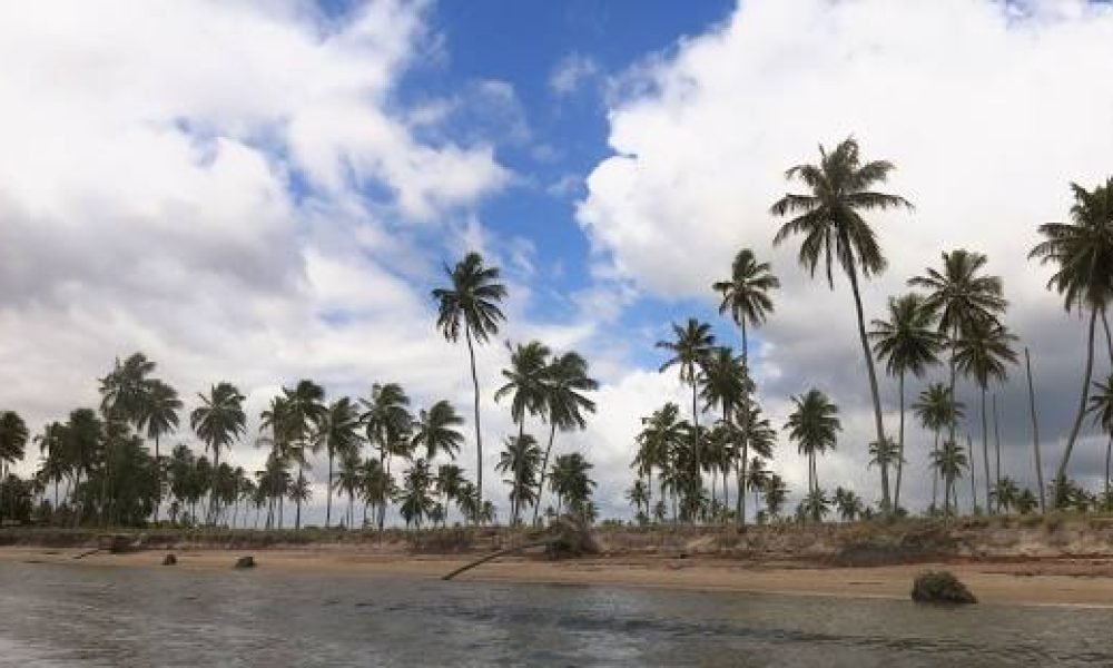 mangue seco (7)
